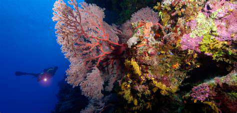 TheEnchantingCoralReefsoftheGreatBarrierReef,Australia